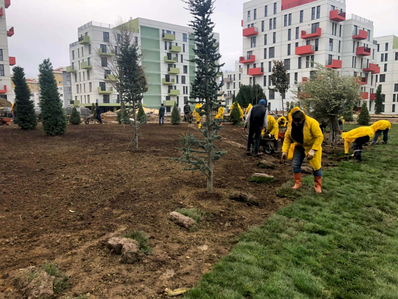 Tohumla Çimlendirme